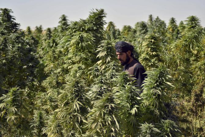 Khyber Pakhtunkhwa mulls legalizing cannabis cultivation for medicine, industry